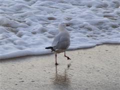 Palm Cove