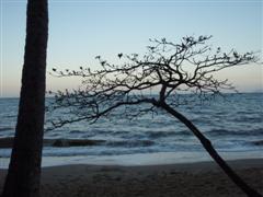 Palm Cove