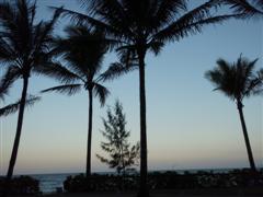 Palm Cove