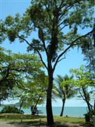 Palm Cove