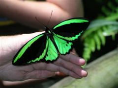 Kuranda Butterfly Sanctuary