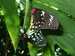 Kuranda Butterfly Sanctuary