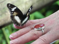 Kuranda Butterfly Sanctuary