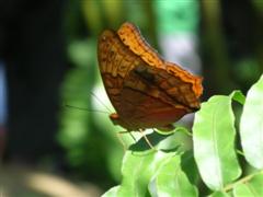 Kuranda Butterfly Sanctuary