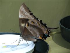 Kuranda Butterfly Sanctuary