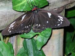 Kuranda Butterfly Sanctuary