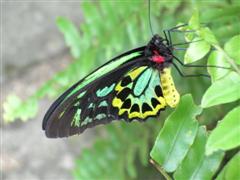 Kuranda Butterfly Sanctuary