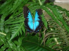 Kuranda Butterfly Sanctuary