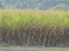 Sugarcane