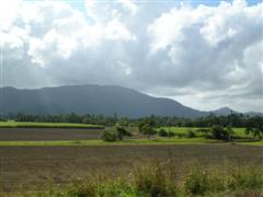 Canefields & Russell River Nat Pk nr Deeral