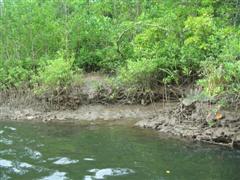 Daintree River