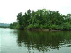 Daintree River