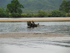 Daintree River