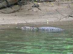 Daintree River