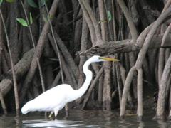 Daintree River