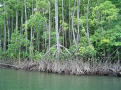 Daintree River