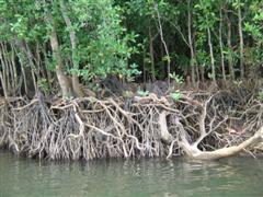 Daintree River