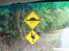 Daintree drive