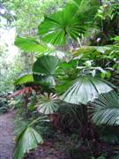 Fan Palm Cathedral