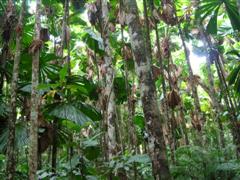 Fan Palm Cathedral