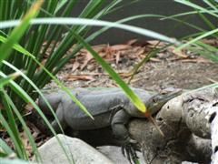 Monitor Lizard @ Hartleys