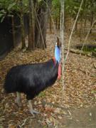 Cassowary @ Hartleys