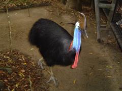 Cassowary @ Hartley's