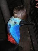 Cassowary @ Hartley's