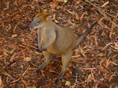 Swamp Wallaby @ Hartleys