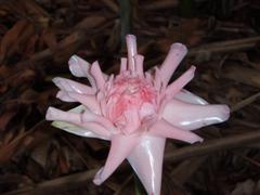 Daintree Ice Creamery