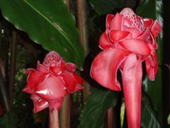 Daintree Ice Creamery