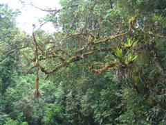 Mossman Gorge