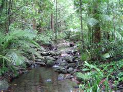 Mossman Gorge