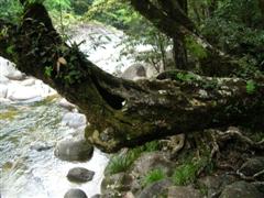 Mossman Gorge