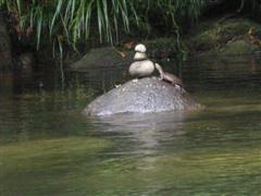 Mossman Gorge