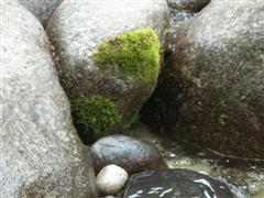 Mossman Gorge