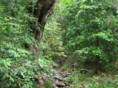 Mossman Gorge