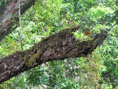 Mossman Gorge