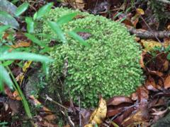 Mossman Gorge